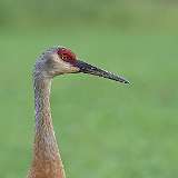 142: 2022-07-06-sandhill-crane-0C3_0649