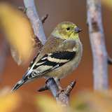 209: 2022-10-30-American Goldfinch 0C3_0495
