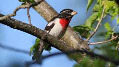 159: 2024-05-27-Rose-breasted Grosbeak 0C3_0755