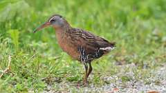 183: 2024-06-02-Virginia Rail 0C3_0127