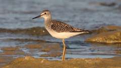228: 2024-08-07-lesser yellow legs 0C3_0329