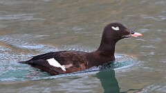 24: 2025-03-08-White-winged Scoter 0C3_1037