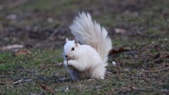 27: 2025-03-09-White Squirrel 0C3_1210