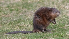 50: 2025-04-06-Muskrat 0C3_0793