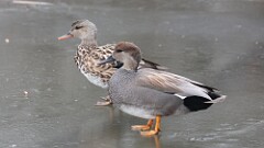 53: 2025-04-09-Gadwall 0C3_0086