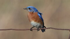 61: 2025-04-18-Eastern Bluebird 0C3_0283