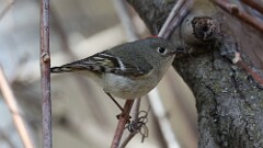 65: 2025-04-20-Ruby-crowned Kinglet 0C3_0778
