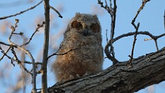 73: 2025-04-27-owl 0C3_1073