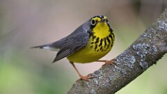 91: 2025-05-11-Canada Warbler 0C3_0249