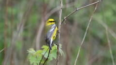 103: 2025-05-18-Blue-winged Warbler 0C3_1264