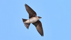 110: 2025-05-19-Purple Martin 0C3_1954