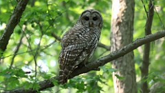 127: 2025-06-04-Barred Owl 0C3_0076