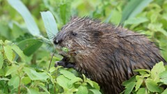137: 2025-06-08-muskrat 0C3_1099