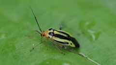 139: 2025-06-12-four lined plant bug 6M2_0076
