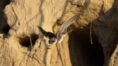 154: 2025-06-23-Bank Swallow poop 6M2_0051_0014