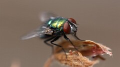 155: 2025-06-25-Common green bottle fly 6M2_0289-merge