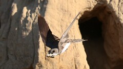 159: 2025-06-29-bank swallow poop 5M2_0651