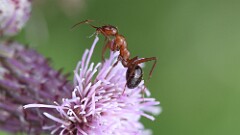 172: 2025-07-05-field ant 5M2_0813