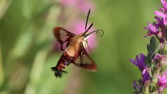 210: 2025-07-31-hummingbird moth 5M2_1168