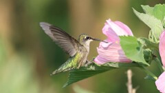 215: 2025-08-02-ruby-throated hummingbird 0C1_4856