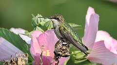 216: 2025-08-02-ruby-throated hummingbird 0C1_5085