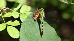230: 2025-08-10-eastern pondhawk dragonfly 5M2_0033