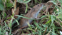 232: 2025-08-10-vole rodent 0C1_2158