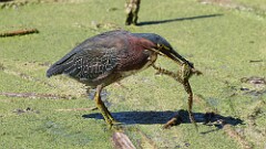 256: 2025-08-31-Green Heron 5M2_1930