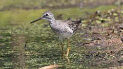 264: 2025-09-06-Lesser Yellowlegs 5M2_0393