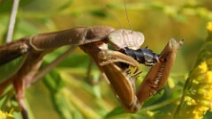286: 2025-09-21-praying mantis 5M2_1365