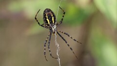 296: 2025-09-27-Yellow Garden Spider 5M2_0705