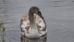 315: 2025-11-08-Mute swan 5M2_0699