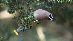 317: 2025-11-18-Cedar Waxwing 5M2_0131