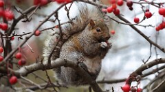 331: 2025-11-29-Eastern Gray Squirrel 5M2_0199